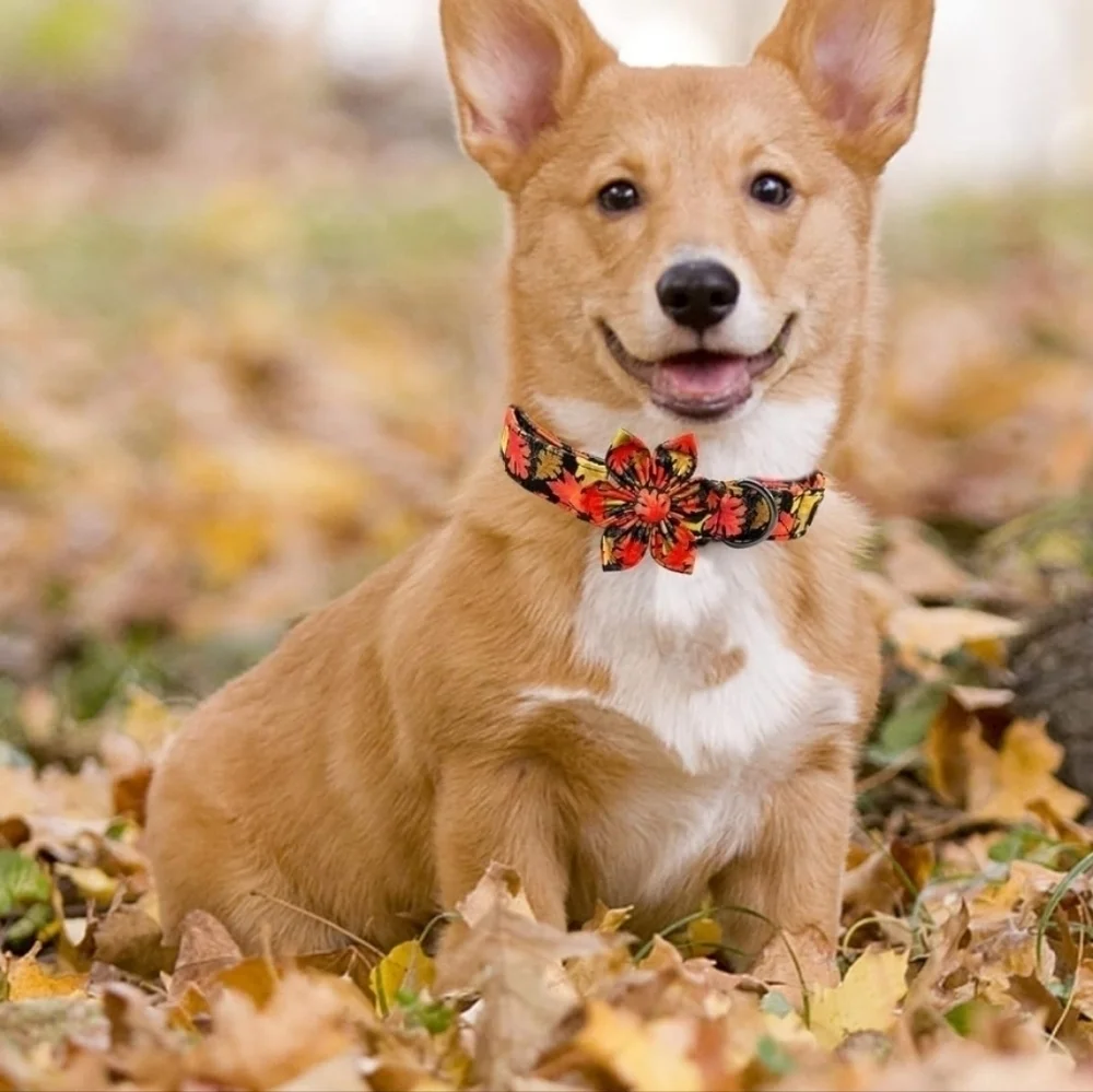Dog collar whit flower new